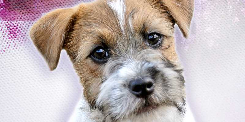 Speciální PJRT 2020