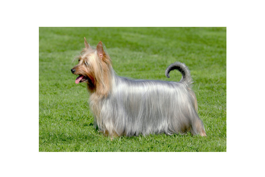 Zmizel mi chovný pes