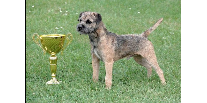 Klub chovatelů teriérů