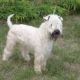 Aaron Adriatic Wheaten Joy