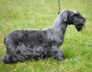 Klub chovatelů teriérů