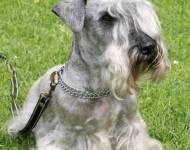 Klub chovatelů teriérů