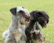 Klub chovatelů teriérů