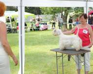 Klub chovatelů teriérů