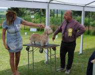 Klub chovatelů teriérů