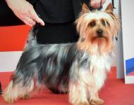 Ricochet Time Stands Still