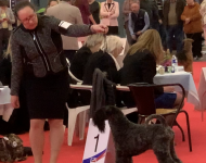 Simone Queen Wapini Dvomaro