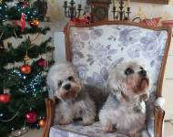 Klub chovatelů teriérů