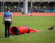 Klub chovatelů teriérů