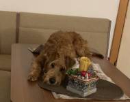 Klub chovatelů teriérů