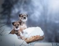 Klub chovatelů teriérů