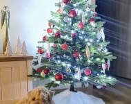 Klub chovatelů teriérů