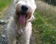 Klub chovatelů teriérů