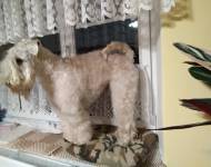 Klub chovatelů teriérů