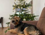 Klub chovatelů teriérů