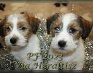 Klub chovatelů teriérů