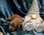 Klub chovatelů teriérů