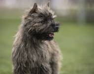 Ginette Hoity-Toity Gang