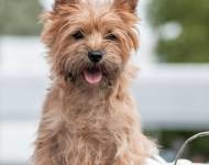 Happy Highland's Red Riding Hood