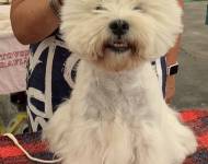 Jully Klatovský karafiát