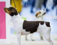 Nutella Do Jardim Imbui