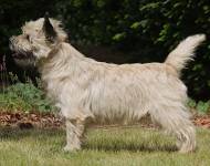 Nordcairn's Despacito