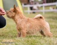 Vivienn Lett Terry-Westie