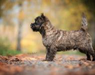 Camster Cairn's Partner in Crime