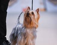 Innocent Silk of Bohemia