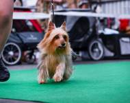 Excellence Silk of Bohemia