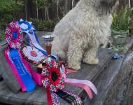 Barny z Přečínských chalup