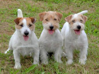 Novela zákona o veterinární péči