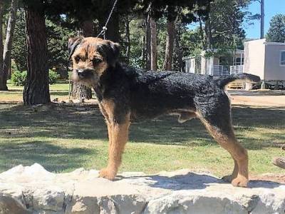 Autopilot Big Brother