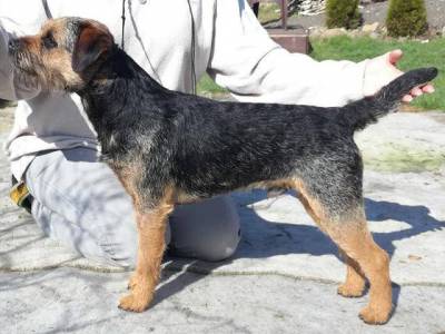 Edmont z Romanova chovu