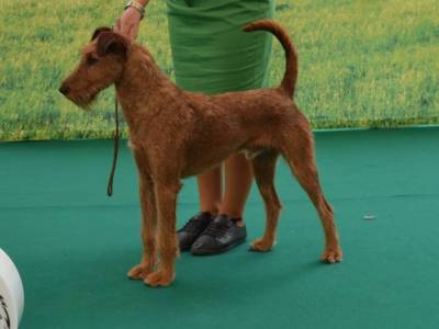 Falcon Flight Simply Irish