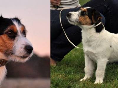 Billboard Big Scotty's Dream