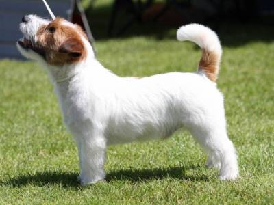 Bonaparte Funny Pack