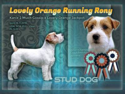 Lovely-Orange Running Rony