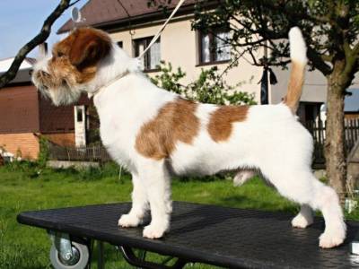 Rockefeller Victory Garden