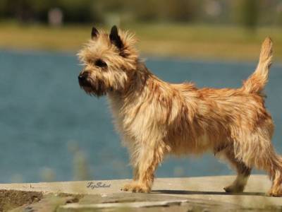 Atrey Hairy Happiness