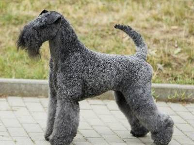 Zavetnaya Mechta Comilfo