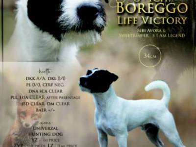 Boreggo Life Victory