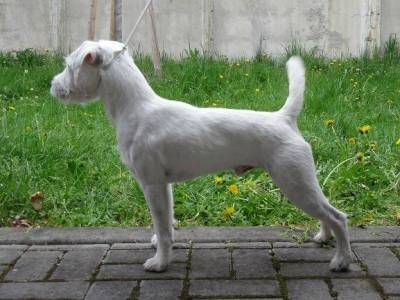 Ritchie Černý faun