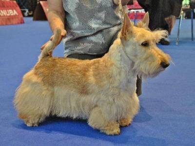 Eshly IR-IT Scottish