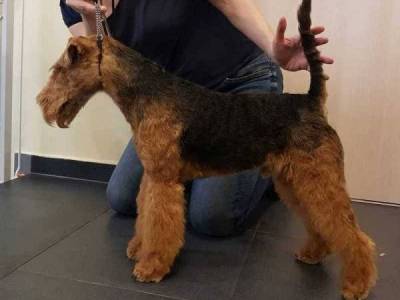 Aran ze Sádeckého údolí