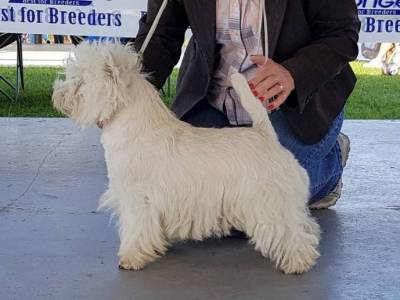 Bogarhazi Innocent Love