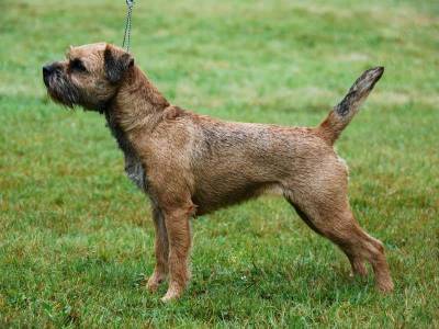 Rambling Rose van de Ossekoele