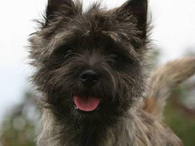 Chloris Hoity-Toity Gang