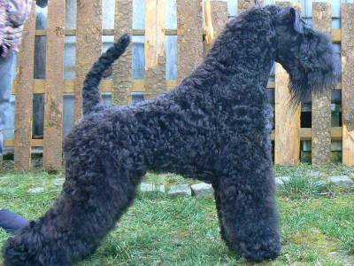 Gendzhi Darling Gellent Hof