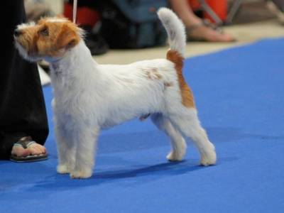 Guiness Bohemia Point